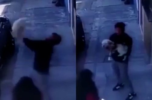 Мужчина спас выпрыгнувшую с верхнего этажа жилого дома собаку - ВИДЕО