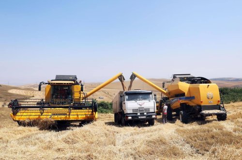 Dövlət Toxum Fondundan alınan toxumlardan yüksək məhsul əldə edilib