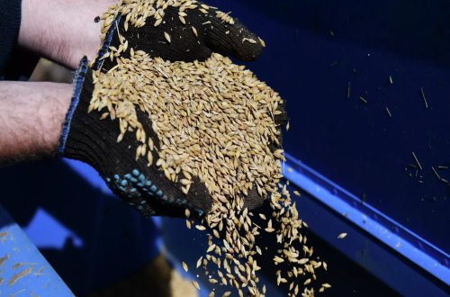 Rusiya MN Ukraynadan taxılının çıxarılması ilə bağlı təklifini açıqlayıb