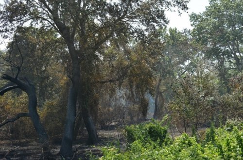 Xaçmazda meşəlik ərazidə baş vermiş yanğın söndürülüb