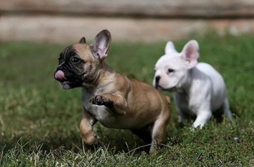 İranda ev heyvanına sahib olmaq 