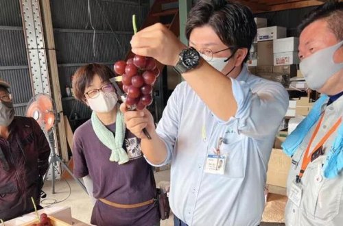 Yaponiyada üzüm salxımı 10 min 800 dollara satılıb