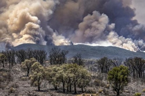 Mərakeşdə min hektar meşə yanıb, 1100 ailə təxliyə edilib