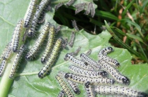 Türkiyədə əkin sahələrini qurd basıb - VİDEO
