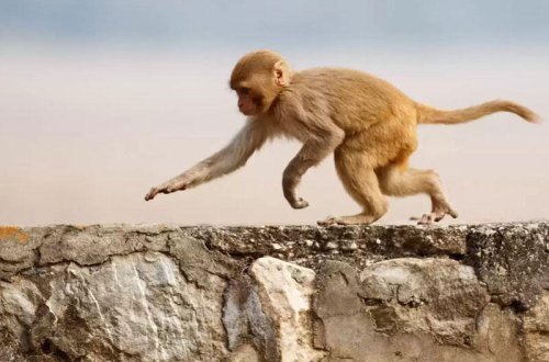 Meymun uşağı valideynlərinin əlindən alıb öldürdü