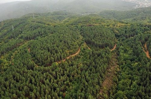 Türkiyədə avqustun sonunadək meşələrə giriş qadağan olunub