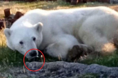 Çarəsiz vəziyyətə düşən ağ ayı insanlardan kömək umdu - VİDEO - FOTO