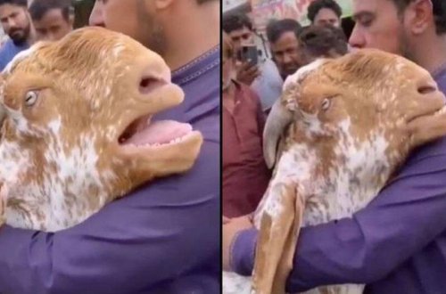 Keçi onu satmaq istəyən sahibini qucaqlayaraq ağladı - VİDEO