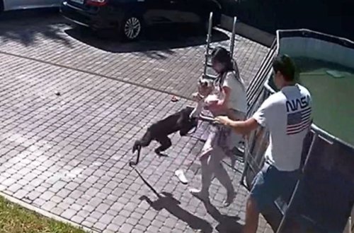 Rusiyada meymun azyaşlı qızı dişlədi: Uşaq reanimasiyaya yerləşdirildi - FOTO/VİDEO