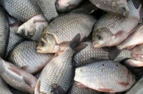 Qanunsuz ov edən şəxs cəzalandırılıb