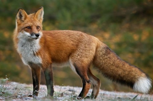 Azərbaycanda tülküyə qəddarlıq göstərən gənclər cərimələnib