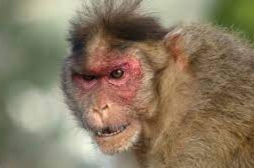 Yaponiyada meymunlar insanlara hücum etdi: 42 nəfər yaralandı