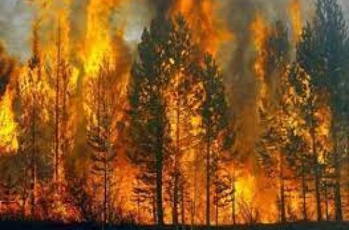 Almaniya və Çexiyada meşələr yanır