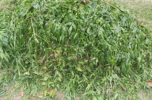 Göyçayda narkotik tərkibli bitki məhv edilib