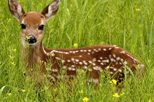 Ceyran ovlayan brakonyer polisə təhvil verilib