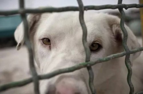 İranda dəhşət: Sığınacaqda 1500-dən çox it öldürüldü