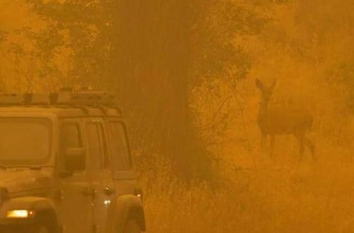 Kaliforniyada ilin ən böyük yanğını baş verib