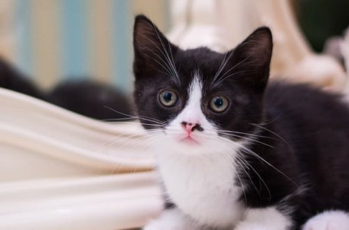 İspaniya hökuməti zoomağazalarda heyvanların satışını qadağan edib