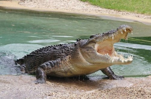 Timsah qohumlarının gözü qarşısında qadını parçaladı – FOTO