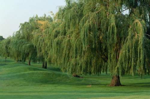 Moldovalı nazir Rusiyaya görə 100 hektar torpaq istədi