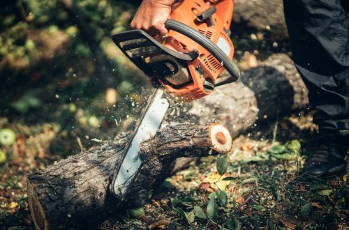 Ağacların qanunsuz kəsilməsi faktları ilə bağlı cinayət işləri başlanılıb