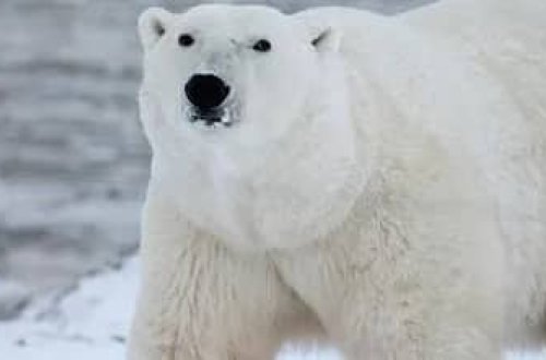 Norveçdə turisti yaralayan qütb ayısı öldürülüb