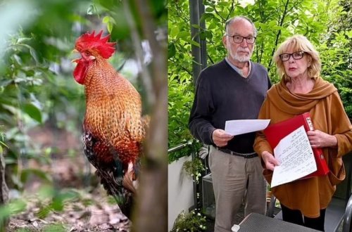 Almaniyada gündə 200 dəfə banlayan xoruzun sahibi məhkəməyə verilib