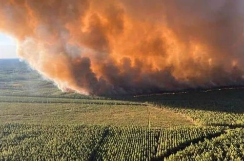 Meşə yanğınında 6 min hektar ərazi məhv olub