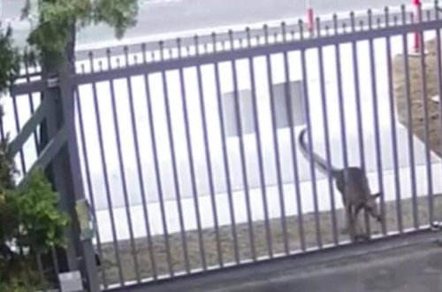 Rusiya səfirliyinin binasına kenquru daxil olub