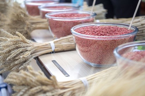 Zaqatalada Aqrar İnnovasiya Festivalı keçirilib