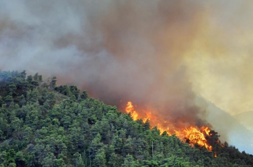 Quba və Şabran rayonlarının meşə ərazisində yanğın başlayıb