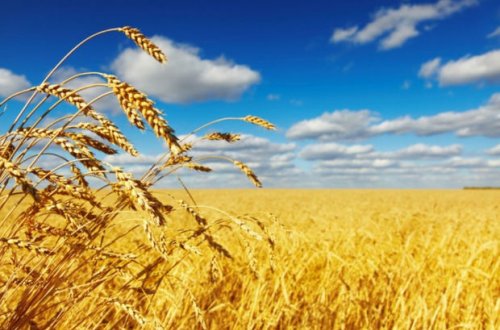 ABŞ Ukrayna buğdasına 68 milyon dollar ayıracaq