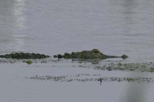 Timsahın hücumuna məruz qalan qadın ölüb