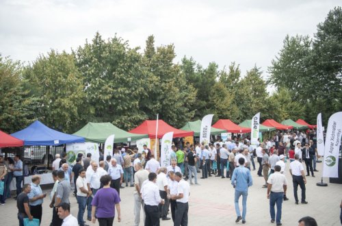 Şəkidə respublika toxum sərgi-satış yarmarkası keçirilib