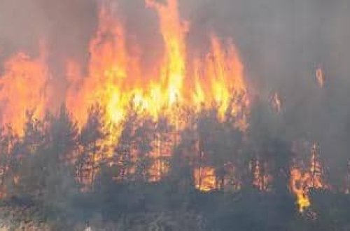 Meşə yanğınlarında ölənlərin sayı 26-ya çatıb