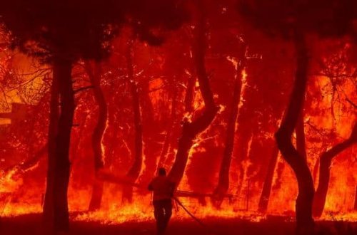 Avropada 700 min hektar meşə sahəsi yanıb