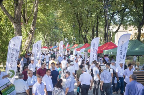 İsmayıllıda respublika toxum sərgi-satış yarmarkası keçirilib