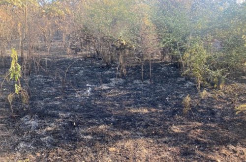 Qubada meşələrin 500 hektarı yanıb, yanğın lokallaşdırılıb