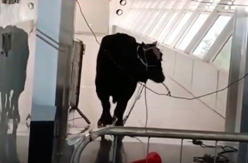 İsraildə sahibindən qaçan öküz banka girdi - Video