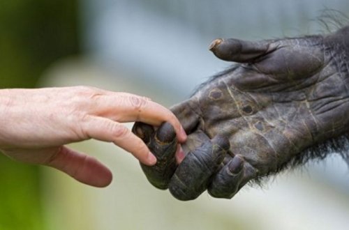 ABŞ-ın 50 ştatında meymunçiçəyinə yoluxma qeydə alınıb
