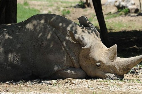 Afrikada dörd ildə brakonyerlər 2700-dən çox kərgədan öldürüb