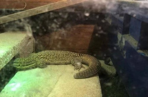 Çamadanda 17 diri heyvan tapıldı - DÜNYA ŞOKDA