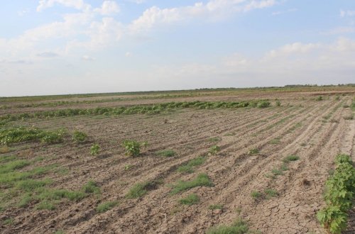 Biləsuvarda əkin sahələri susuz qalıb, qıtlığa səbəb ola bilər
