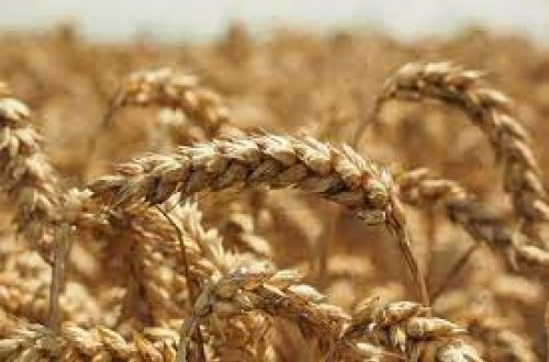 Ukraynada on azərbaycanlının taxıl və qarğıdalı zəmiləri məhv edilib