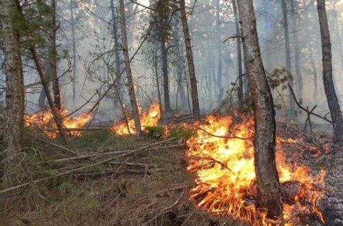 Masallıdakı meşə yanğınının qəsdən törədilməsi faktı ilə bağlı araşdırmalara başlanılıb