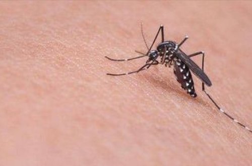 Yunanıstanda Qərbi Nil virusu 11 nəfərin ölümünə səbəb oldu