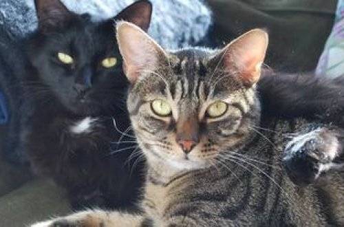 Çin polisi 150 pişiyi xilas edib: ŞOK SƏBƏB