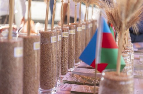 Cəlilabadda toxum sərgi-satış yarmarkası təşkil olunub