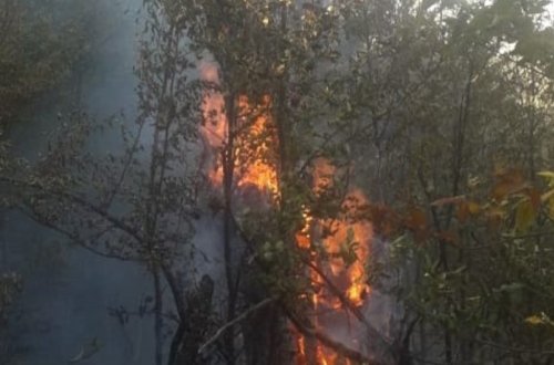 Şabranda meşəni bal yığmaq üçün yandırıblar - RƏSMİ