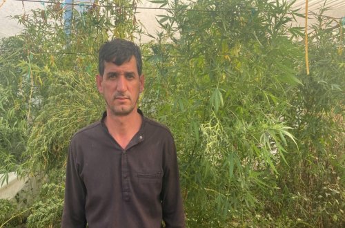 İstixanada narkotik tərkibli bitkilər becərən Salyan rayon sakini saxlanılıb